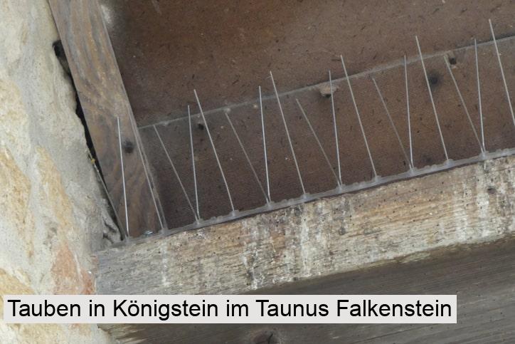 Tauben in Königstein im Taunus Falkenstein